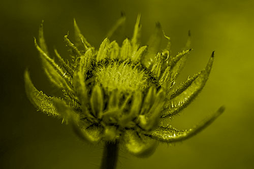 Fuzzy Unfurling Sunflower Bud Blooming (Yellow Shade Photo)