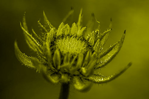 Fuzzy Unfurling Sunflower Bud Blooming (Yellow Shade)