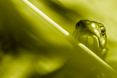 Garter Snake Peeking Head Over Dried Fescue Grass Blade (Yellow Shade)