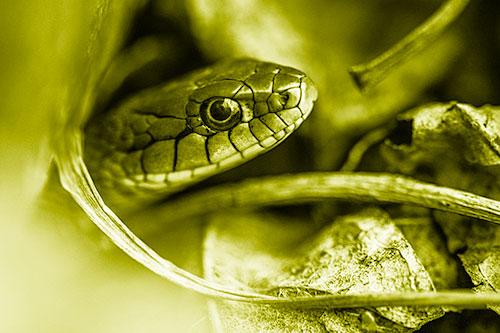 Garter Snake Peeking Out Dirt Tunnel (Yellow Shade Photo)