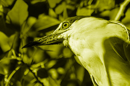 Gazing Black Crowned Night Heron Among Tree Branches (Yellow Shade Photo)