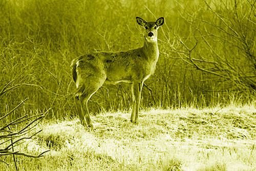 Gazing White Tailed Deer Standing Atop High Ground (Yellow Shade Photo)