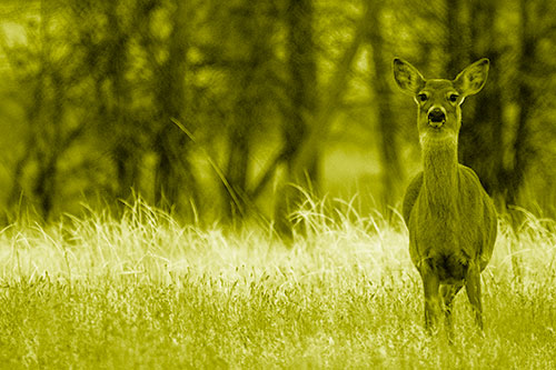 Gazing White Tailed Deer Watching Among Feather Reed Grass (Yellow Shade Photo)