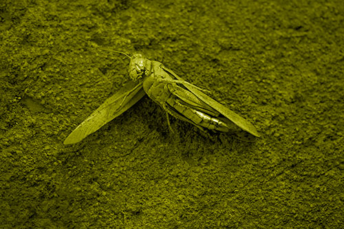 Giant Dead Grasshopper Laid To Rest (Yellow Shade Photo)