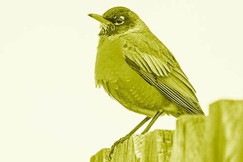 Glaring American Robin Standing Guard Atop Wooden Fence (Yellow Shade Photo)