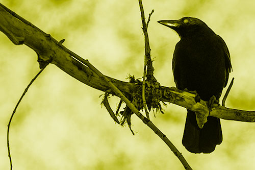 Glazed Eyed Crow Gazing Sideways Along Sloping Tree Branch (Yellow Shade Photo)