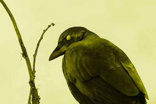 Glazed Eyed Crow Hunched Over Atop Tree Branch (Yellow Shade Photo)