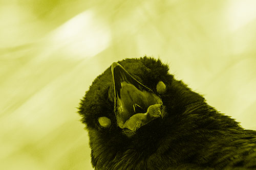 Glazed Eyed Tongue Screaming Crow (Yellow Shade Photo)