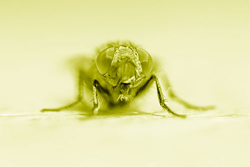 Glistening Cluster Fly Sticking Tongue Out (Yellow Shade)