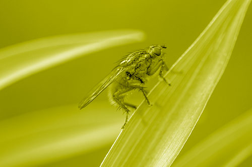 Golden Dung Fly Perched Along Sloping Fescue Grass Blade (Yellow Shade)