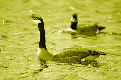 Goose Honking Loudly On Lake Water (Yellow Shade Photo)