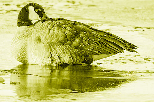 Goose Resting Atop Ice Frozen River (Yellow Shade Photo)