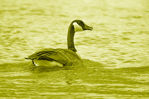 Goose Swimming Down River Water (Yellow Shade Photo)