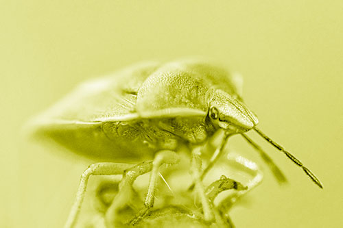 Gorse Shieldbug Standing Atop Gumplant (Yellow Shade)