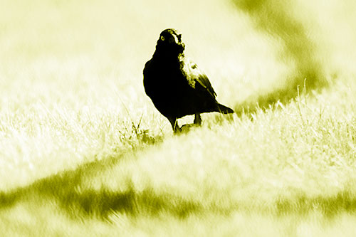 Grackle Bird Walking Down Shadow Line (Yellow Shade Photo)
