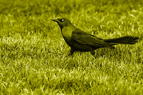 Grackle Walking Among Fresh Cut Grass (Yellow Shade)