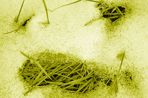 Grass Blade Face Pierces Through Melting Snow (Yellow Shade Photo)