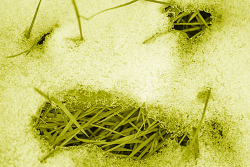 Grass Blade Face Pierces Through Melting Snow (Yellow Shade)