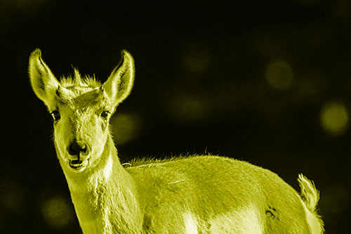 Grass Chewing Pronghorn Watches Ahead (Yellow Shade Photo)