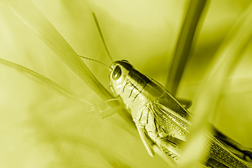 Grasshopper Clasps Ahold Multiple Grass Blades (Yellow Shade Photo)