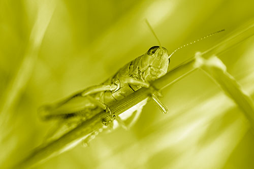 Grasshopper Cuddles Grass Blade Tightly (Yellow Shade Photo)