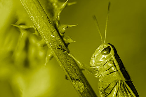 Grasshopper Hangs Onto Weed Stem (Yellow Shade Photo)