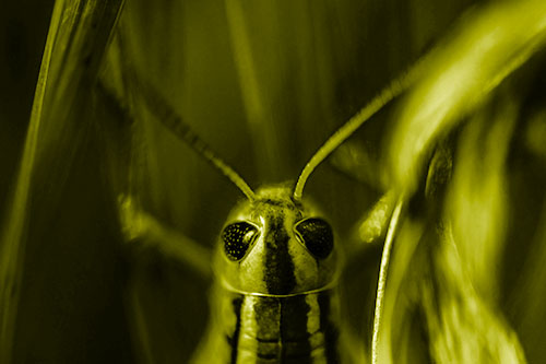 Grasshopper Holds Tightly Among Windy Grass Blades (Yellow Shade Photo)