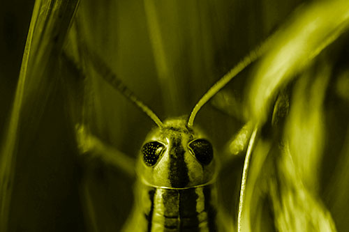Grasshopper Holds Tightly Among Windy Grass Blades (Yellow Shade)