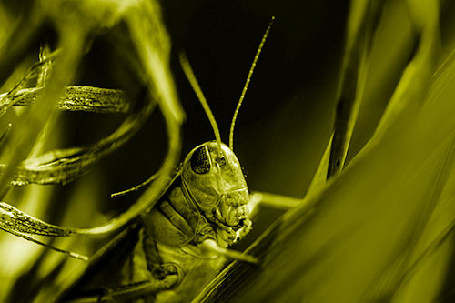 Grasshopper Perched Between Dead And Alive Grass (Yellow Shade Photo)