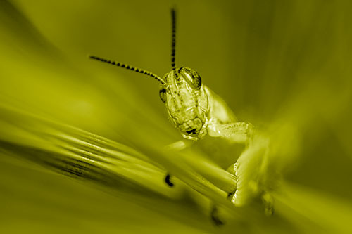 Grasshopper Rides Grass Blades Among Wind (Yellow Shade)