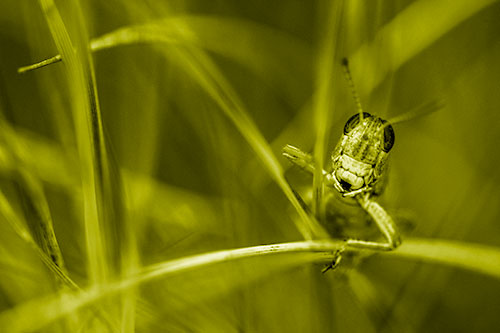 Grasshopper Smiling Among Intersecting Grass Blades (Yellow Shade)