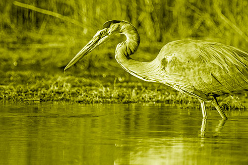 Great Blue Heron Beak Dripping Water (Yellow Shade Photo)