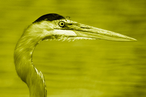 Great Blue Heron Beyond Water Reed Grass (Yellow Shade Photo)