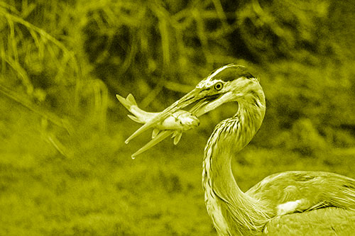 Great Blue Heron Clamps Trout Fish Between Beak (Yellow Shade)