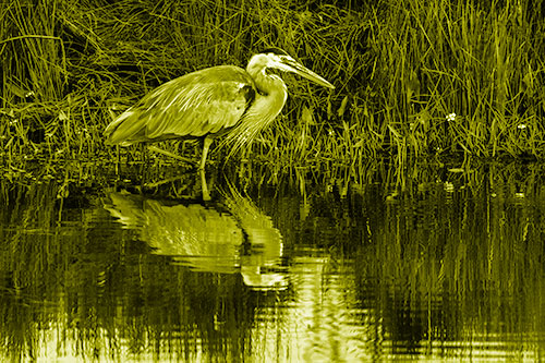 Great Blue Heron Searching Shoreline (Yellow Shade Photo)