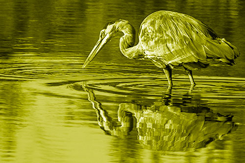 Great Blue Heron Snatches Pond Fish (Yellow Shade Photo)