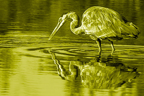 Great Blue Heron Snatches Pond Fish (Yellow Shade)