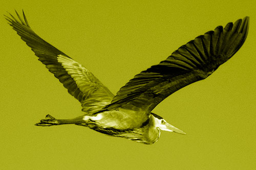 Great Blue Heron Soaring The Sky (Yellow Shade Photo)