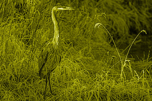 Great Blue Heron Standing Tall Among Feather Reed Grass (Yellow Shade Photo)