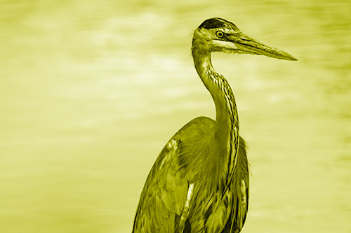 Great Blue Heron Standing Tall Among River Water (Yellow Shade Photo)