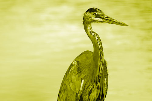 Great Blue Heron Standing Tall Among River Water (Yellow Shade)