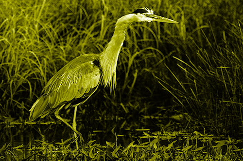 Great Blue Heron Wading Across River (Yellow Shade Photo)