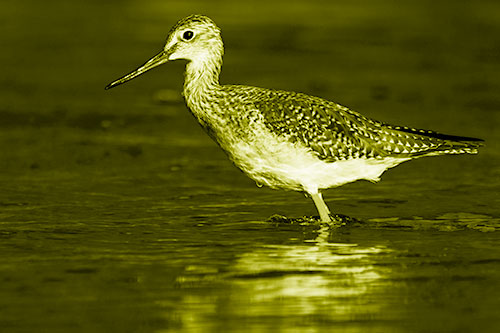 Greater Yellowlegs Bird Leaning Forward On Water (Yellow Shade Photo)