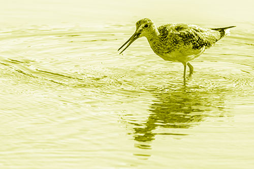 Greater Yellowlegs Fishing Among Shallow Water (Yellow Shade)