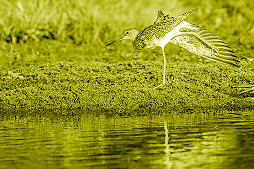 Greater Yellowlegs Stretching Along River Shore (Yellow Shade)