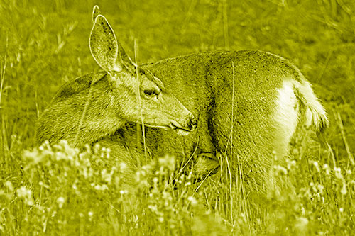 Grooming Mule Deer Bending Backwards Among Vegetation (Yellow Shade)