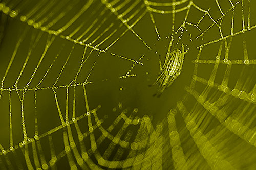 Hanging Orb Weaver Spider Perched Among Dew Covered Web (Yellow Shade Photo)