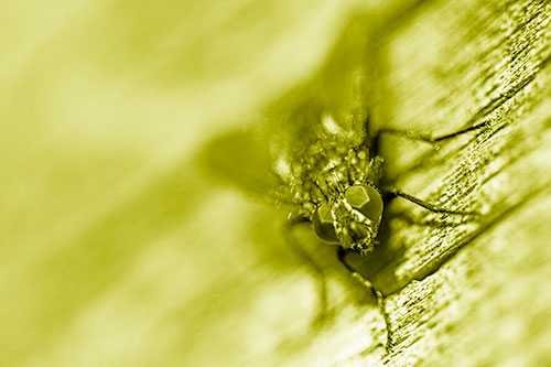 Happy Cluster Fly Enjoys Getting Suntan Among Cracked Wood (Yellow Shade)