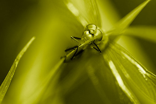 Happy Dragonfly Hugs Grass Blade Edge (Yellow Shade)