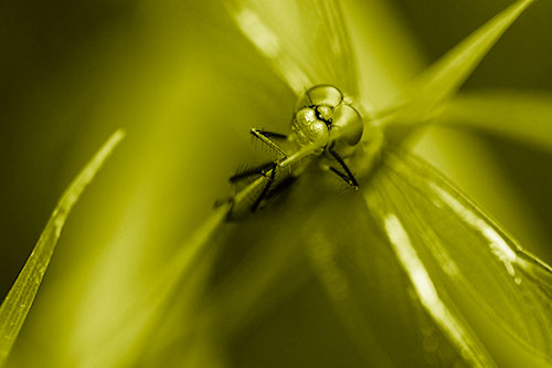 Happy Dragonfly Hugs Grass Blade Edge (Yellow Shade Photo)